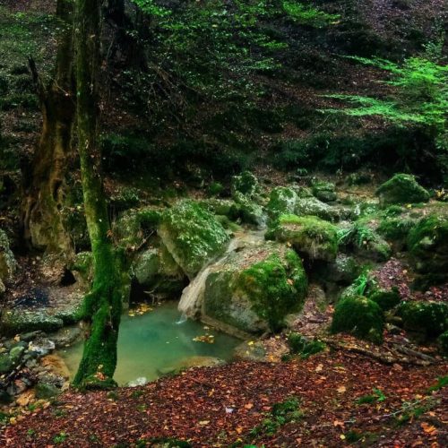 Caspian-Hyrcanian-mixed-forests-IranTour-Iran-Nature-ZhinoPars