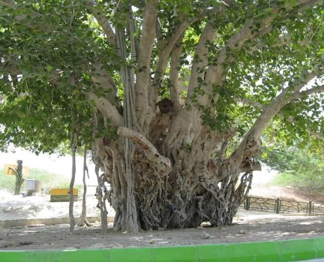 Green-Tree-Kish-Island-Iran-