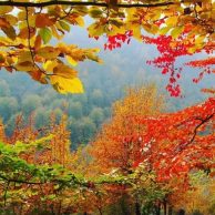 IranForests-Iranjungle-Irannature-IranTour-ZhioPars
