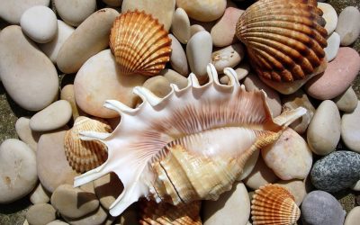 Shells-kish-PersianGulf-Iran-Zhinotours